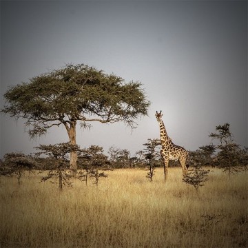 行摄东非野生动物