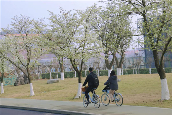 成都大学最美樱花季 (4).jpg