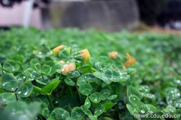 满地生长的幸运草在有露水的洗涤后是否更加幸运？幻悸.jpg