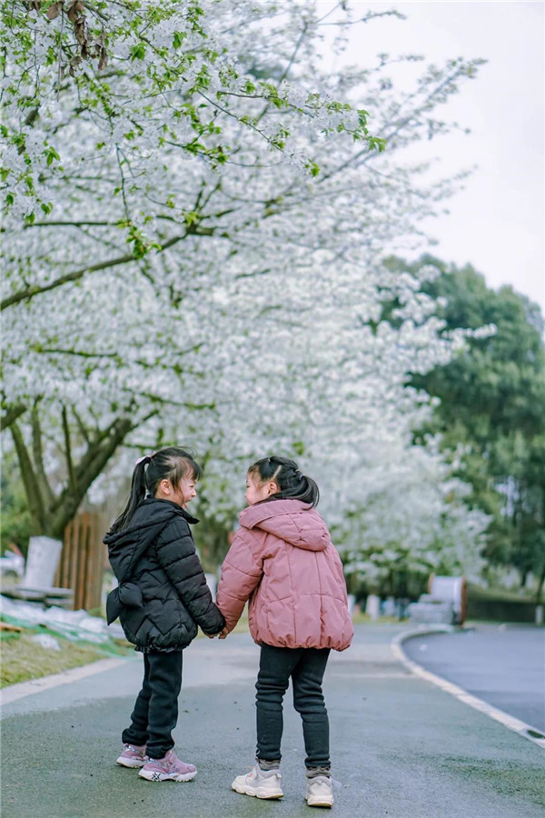 成都大学最美樱花季 (5).jpg