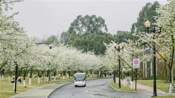 成都大学最美樱花季 (1).png